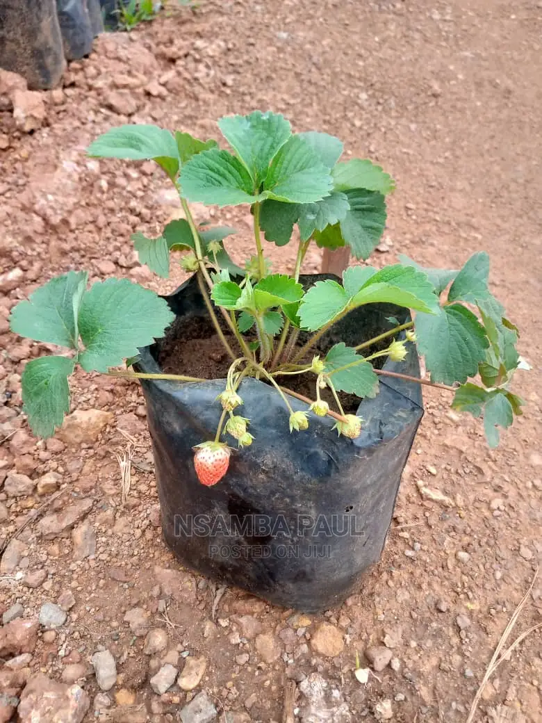 Strawberry Plants