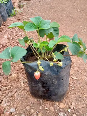 Strawberry Plants