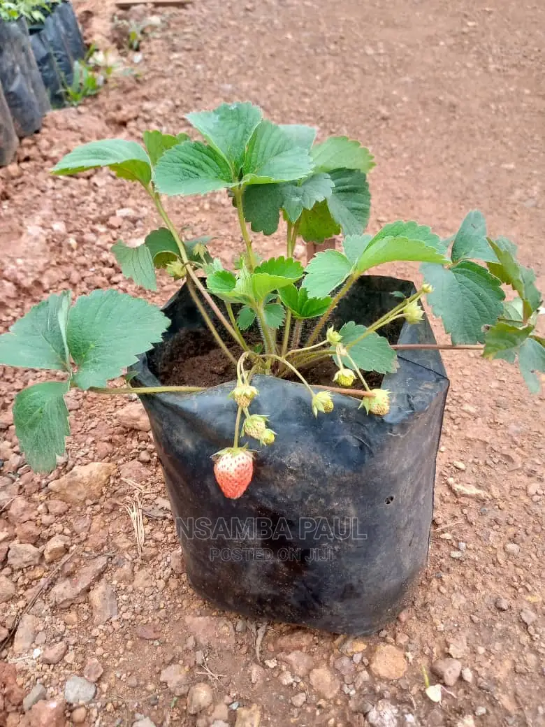 Strawberry Plants