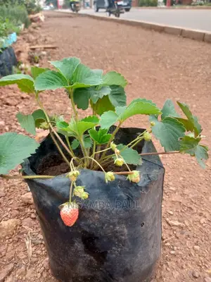 Strawberry Plants