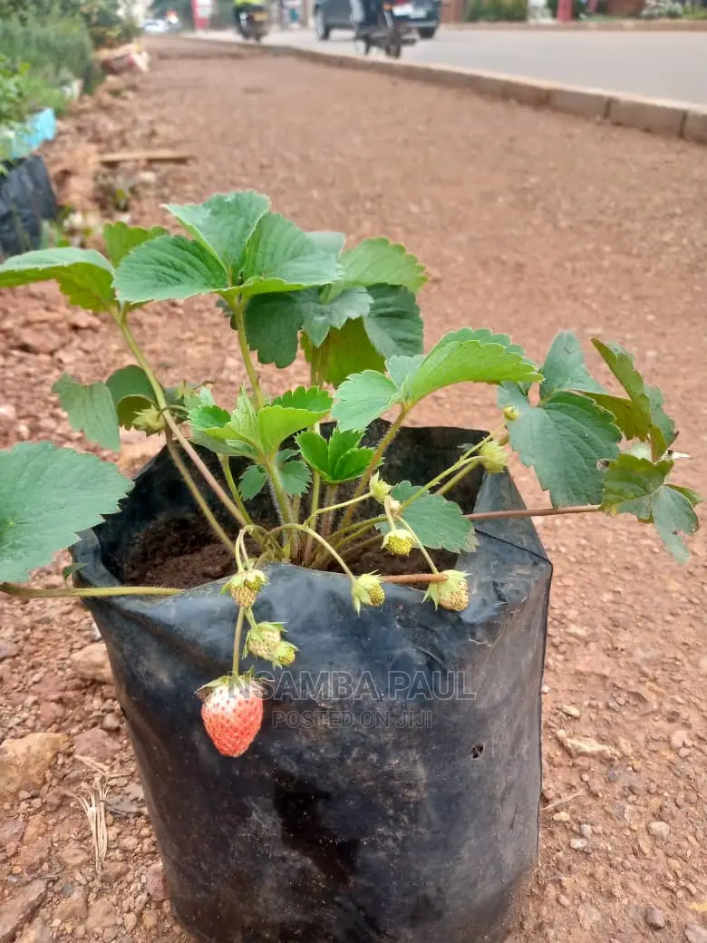 Strawberry Plants