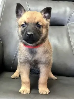 1-3 Months Male Purebred Belgian Malinois