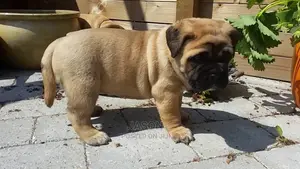 1-3 Months Male Purebred Boerboel
