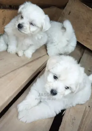 1-3 Months Male Purebred Maltese