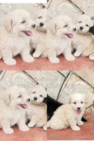 1-3 Months Male Purebred Maltese