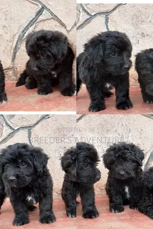 1-3 Months Male Purebred Maltese