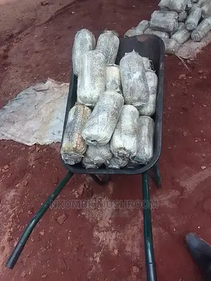 Oyster Mushroom Gardens