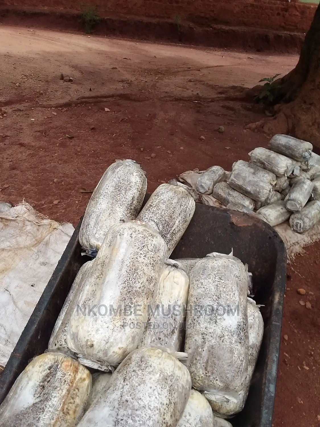 Oyster Mushroom Gardens