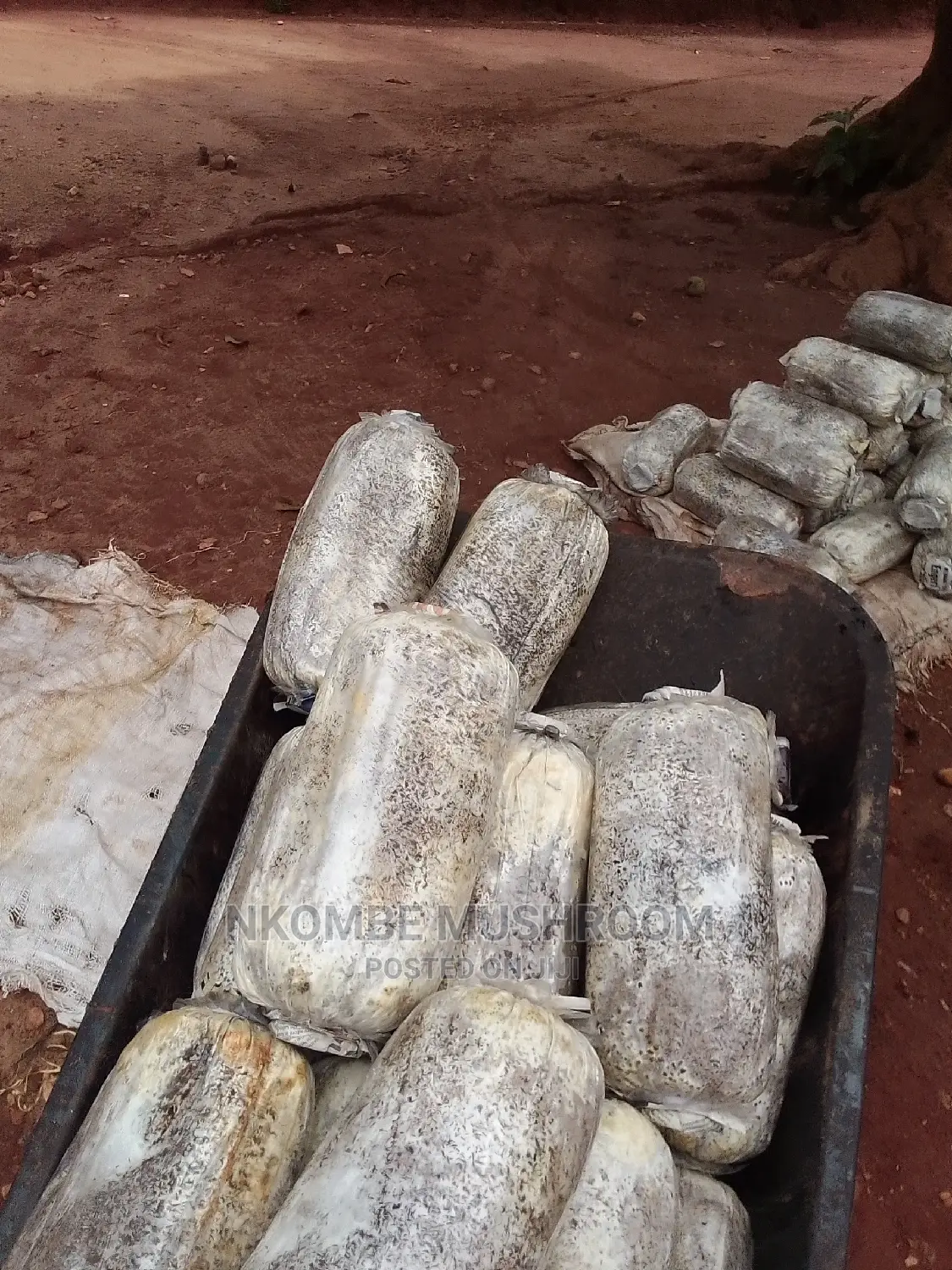 Oyster Mushroom Gardens