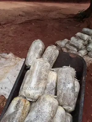 Oyster Mushroom Gardens