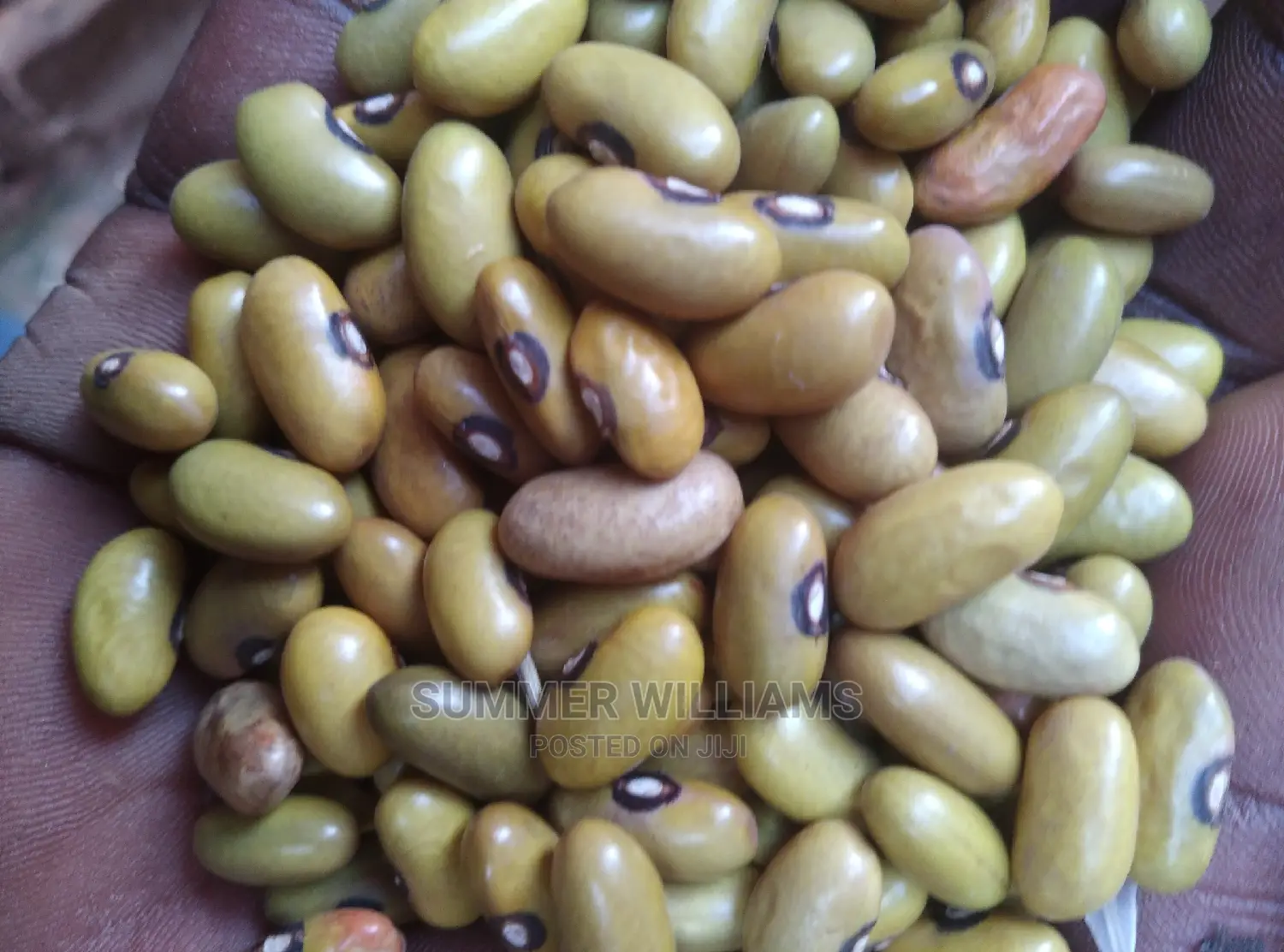 All Types of Beans