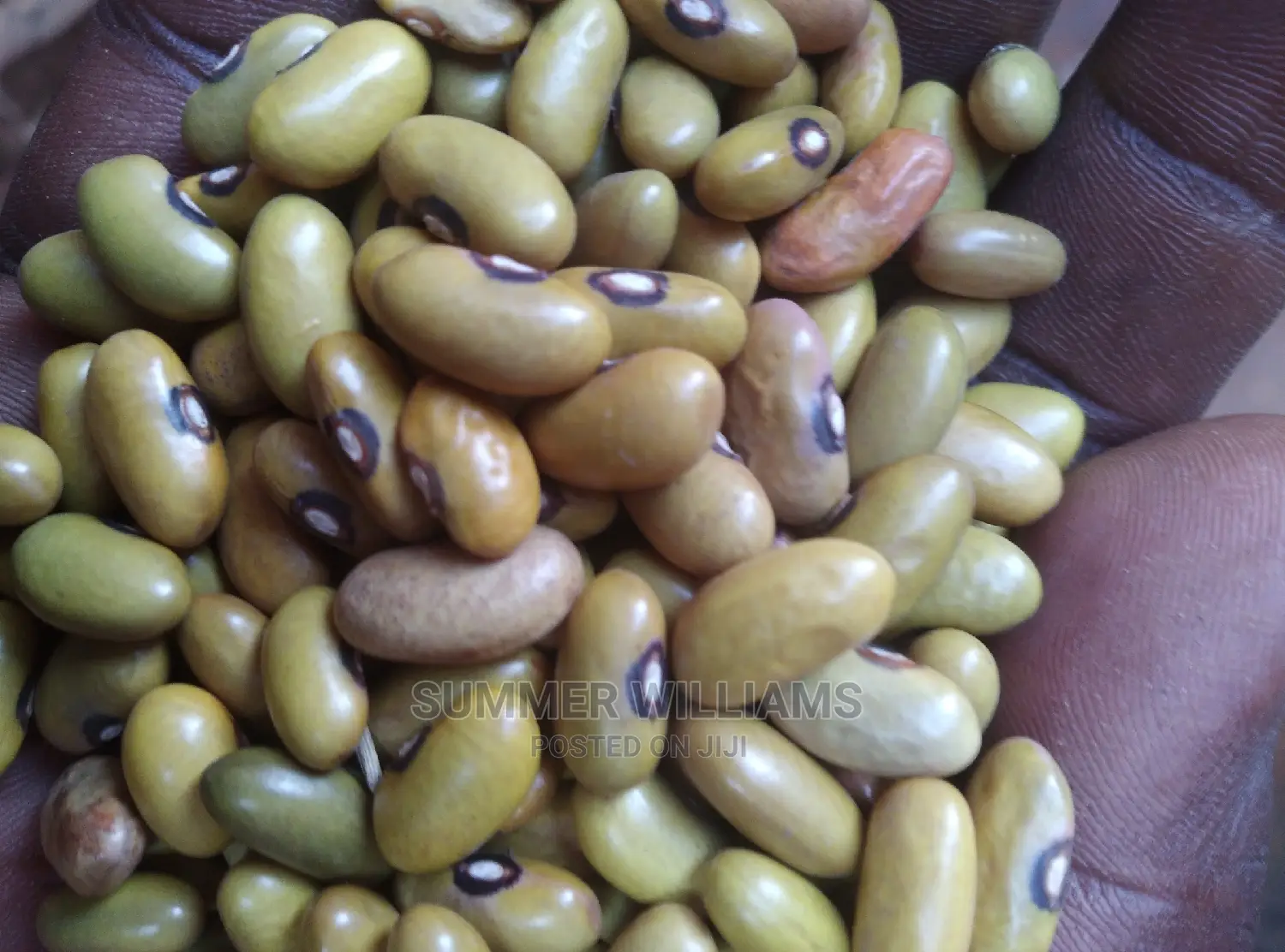 All Types of Beans