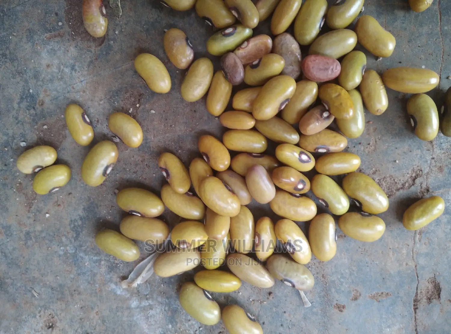 All Types of Beans