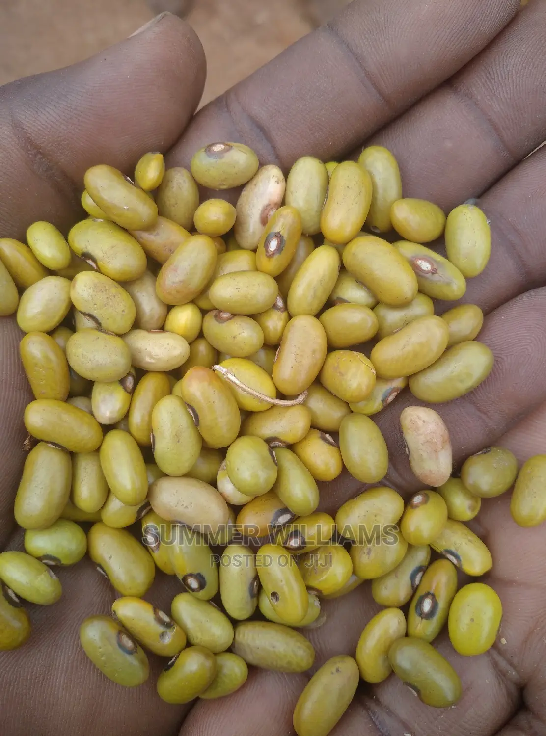 All Types of Beans