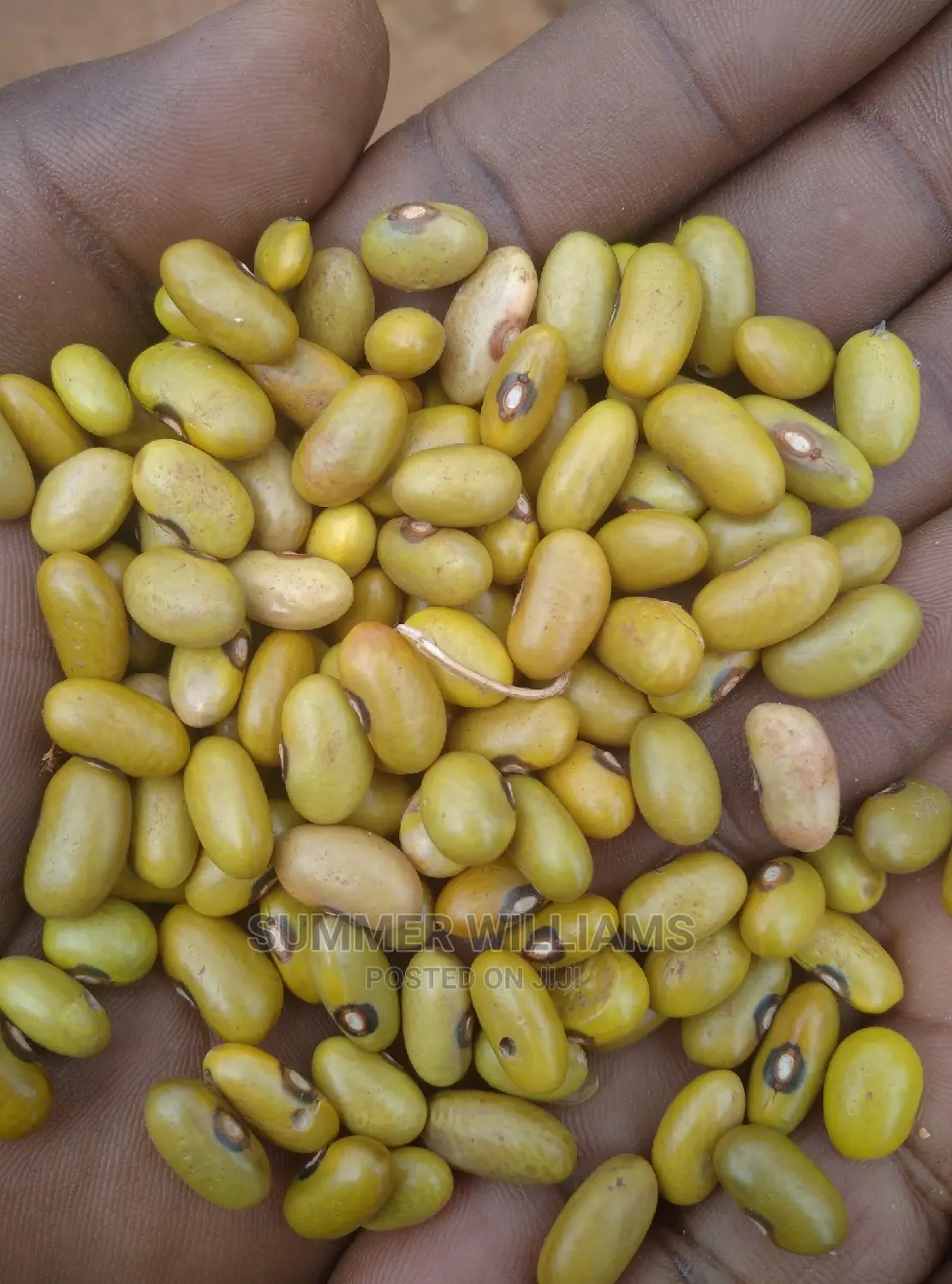 All Types of Beans