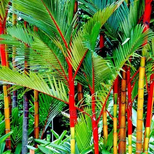 Lipstick Palms