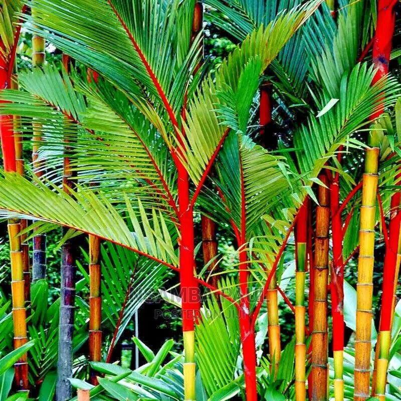 Lipstick Palms