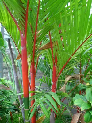 Lipstick Palms
