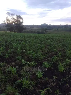 A 62 Hectares of Land for Sell at 34 Millions Per Hectare