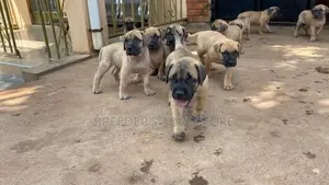 1-3 Months Female Purebred Boerboel