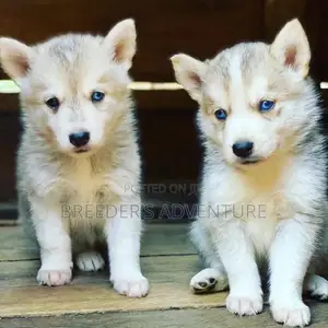1-3 Months Male Purebred Siberian Husky