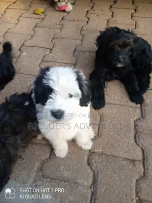 1-3 Months Female Purebred Maltese