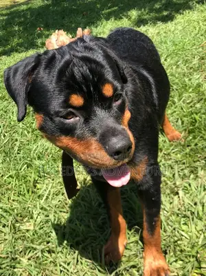 6-12 Months Male Purebred Rottweiler