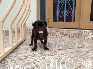 1-3 Months Male Purebred Pug