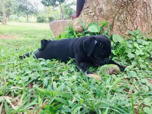 1-3 Months Male Purebred Pug
