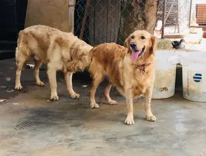 6-12 Months Female Purebred Golden Retriever