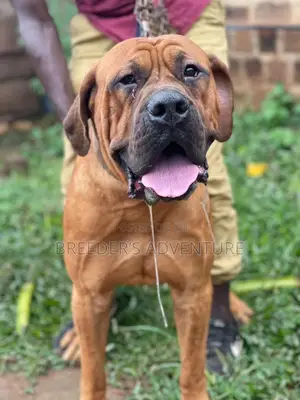 6-12 Months Male Purebred Boerboel