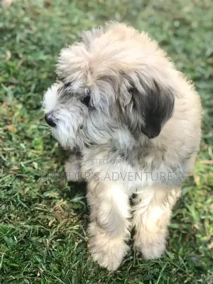 1-3 Months Male Purebred Maltese