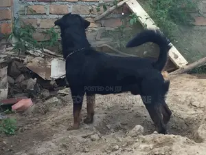 6-12 Months Male Purebred Rottweiler