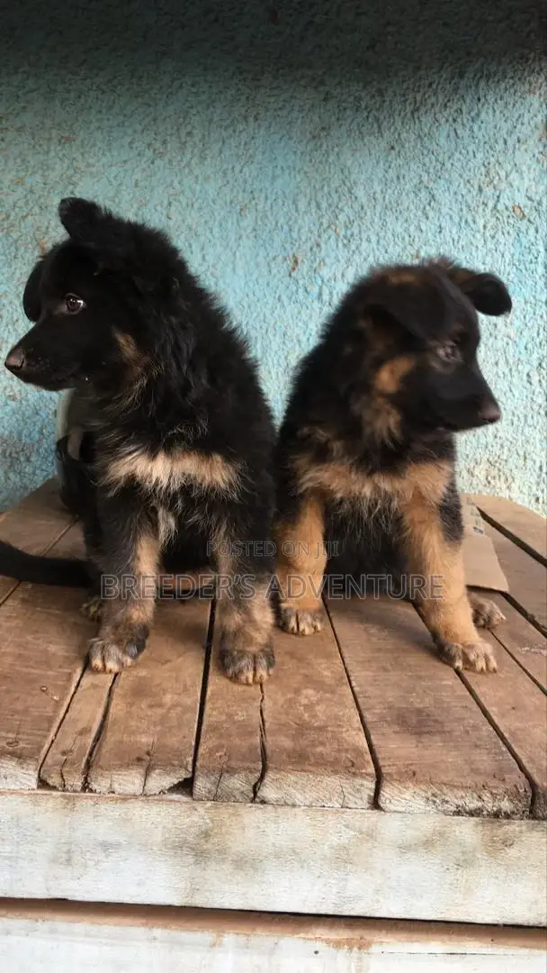 1-3 Months Female Purebred German Shepherd