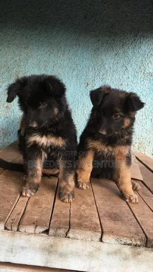 1-3 Months Female Purebred German Shepherd