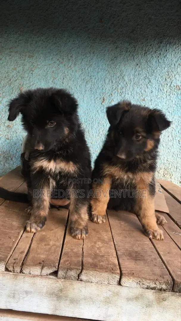 1-3 Months Female Purebred German Shepherd