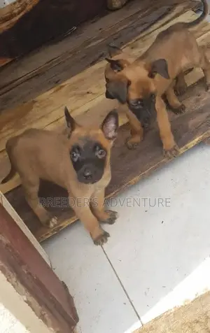 1-3 Months Male Purebred Belgian Malinois