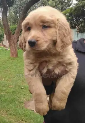 1-3 Months Male Purebred Golden Retriever