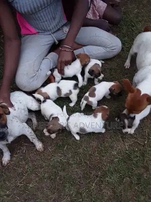 1-3 Months Male Purebred Jack Russell Terrier