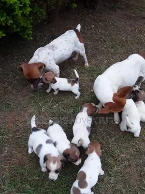 1-3 Months Female Purebred Jack Russell Terrier