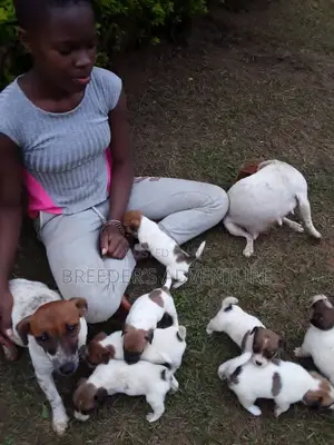 1-3 Months Female Purebred Jack Russell Terrier