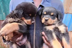 1-3 Months Female Purebred Rottweiler