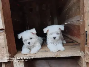 1-3 Months Male Purebred Maltese