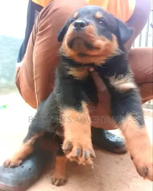 1-3 Months Female Purebred Rottweiler