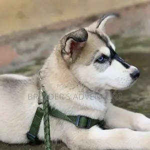 1-3 Months Male Purebred Siberian Husky
