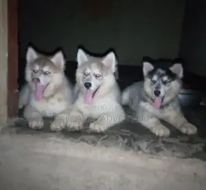1-3 Months Male Purebred Siberian Husky