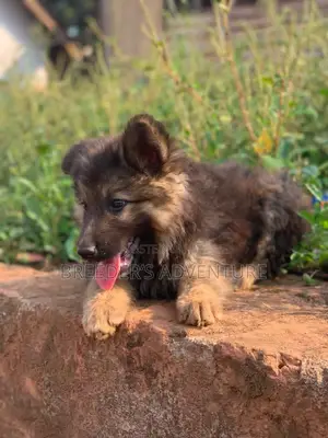 1-3 Months Male Purebred German Shepherd