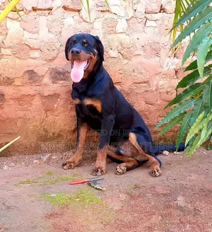 3-6 Months Male Purebred Rottweiler