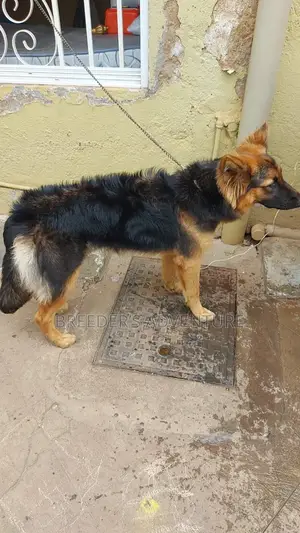 6-12 Months Female Purebred German Shepherd