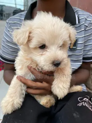 1-3 Months Male Purebred Maltese